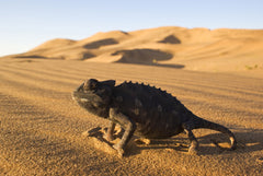 Life / Planet Earth Collectors Set [DVD] DVD Box Set / Series BBC