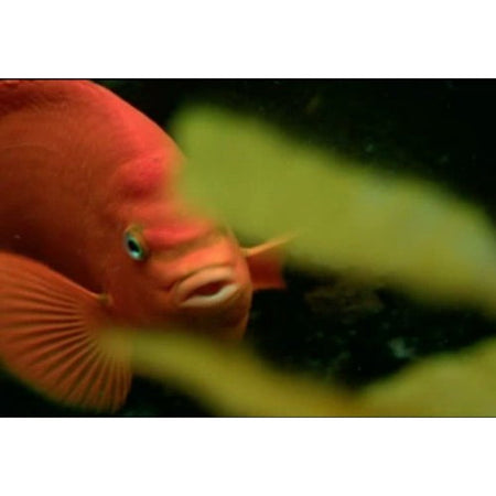 The Blue Planet: Seas of Life Special Edition [DVD] DVD Box Set / Series BBC