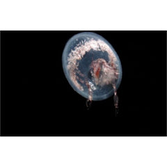 The Blue Planet: Seas of Life Special Edition [DVD] DVD Box Set / Series BBC